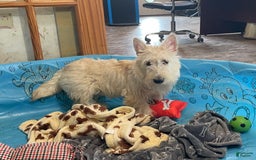 Scottish Terrier dogs for sale: Sherman - Image 1