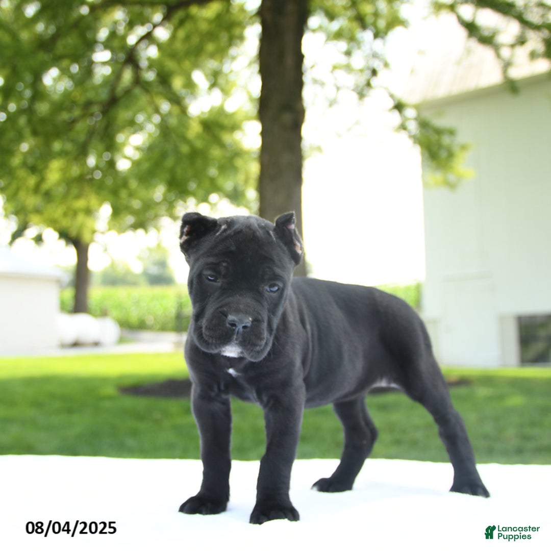 Cane Corso dogs for sale: Lucy - Image 3