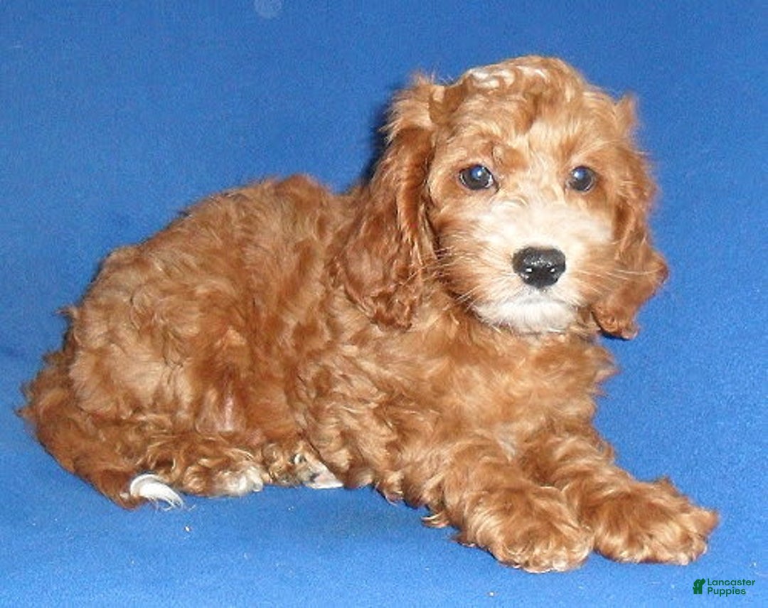 Cockapoo dogs for sale: Dudley - Image 5