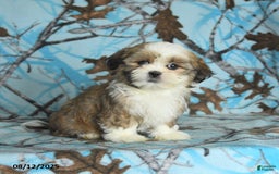 Shih Tzu dogs for sale: Rookie - Image 3