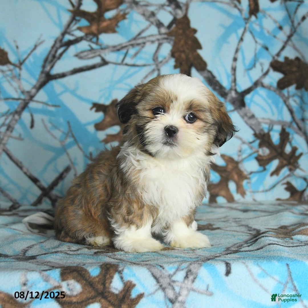 Shih Tzu dogs for sale: Rookie - Image 3
