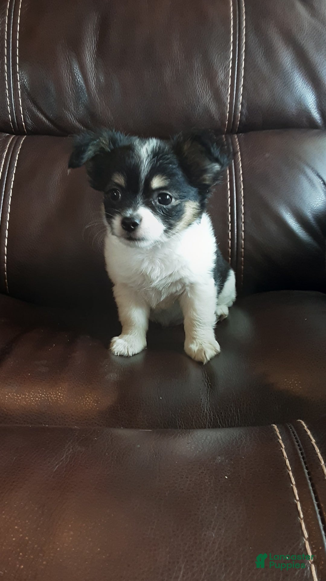 Chihuahua dogs for sale: Oreo - Image 1