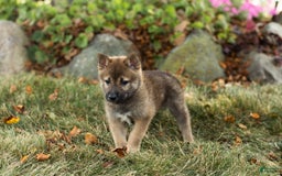 Shiba Inu dogs for sale: Jeffrey - Image 3