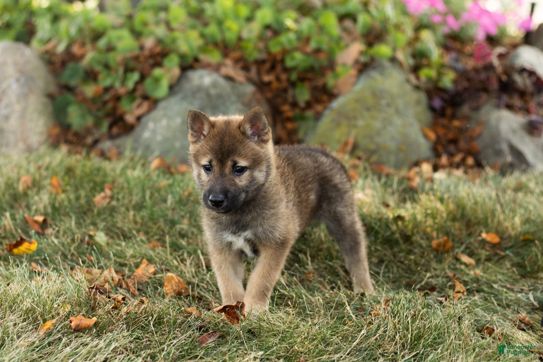 Shiba Inu dogs for sale: Jeffrey - Image 3