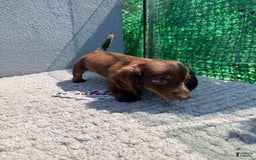 Miniature Dachshund dogs for sale: Brownie - Image 3