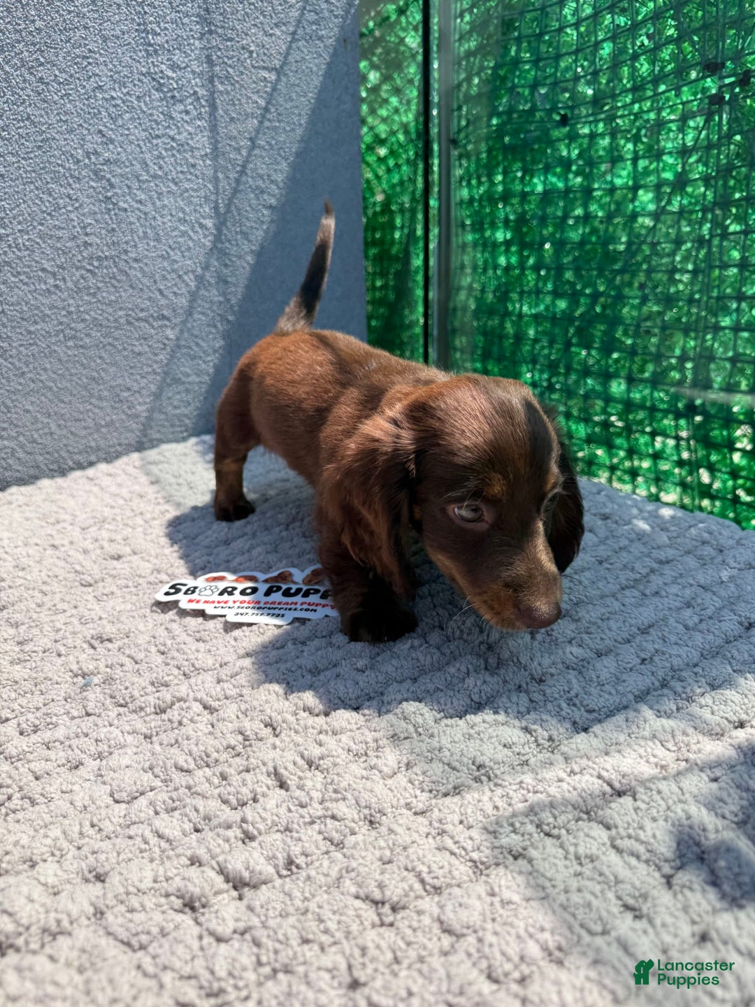 Miniature Dachshund dogs for sale: Brownie - Image 3