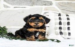 Yochon dogs for sale: Tyler - Image 3