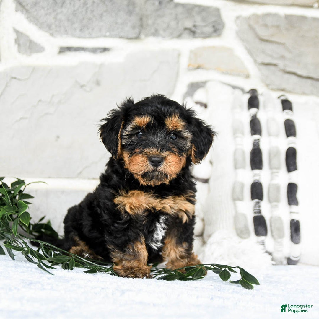 Yochon dogs for sale: Tyler - Image 3
