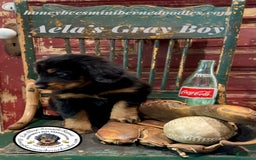 Mini Bernedoodle dogs for sale: Aelas Gray Boy - Image 9