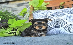 Yorkshire Terrier dogs for sale: Rosie - Image 1