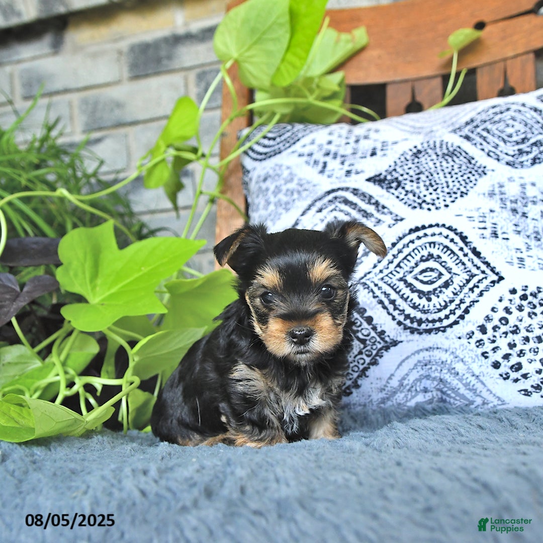 Yorkshire Terrier dogs for sale: Rosie - Image 1