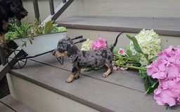 Miniature Dachshund dogs for sale: Fayye - Image 1