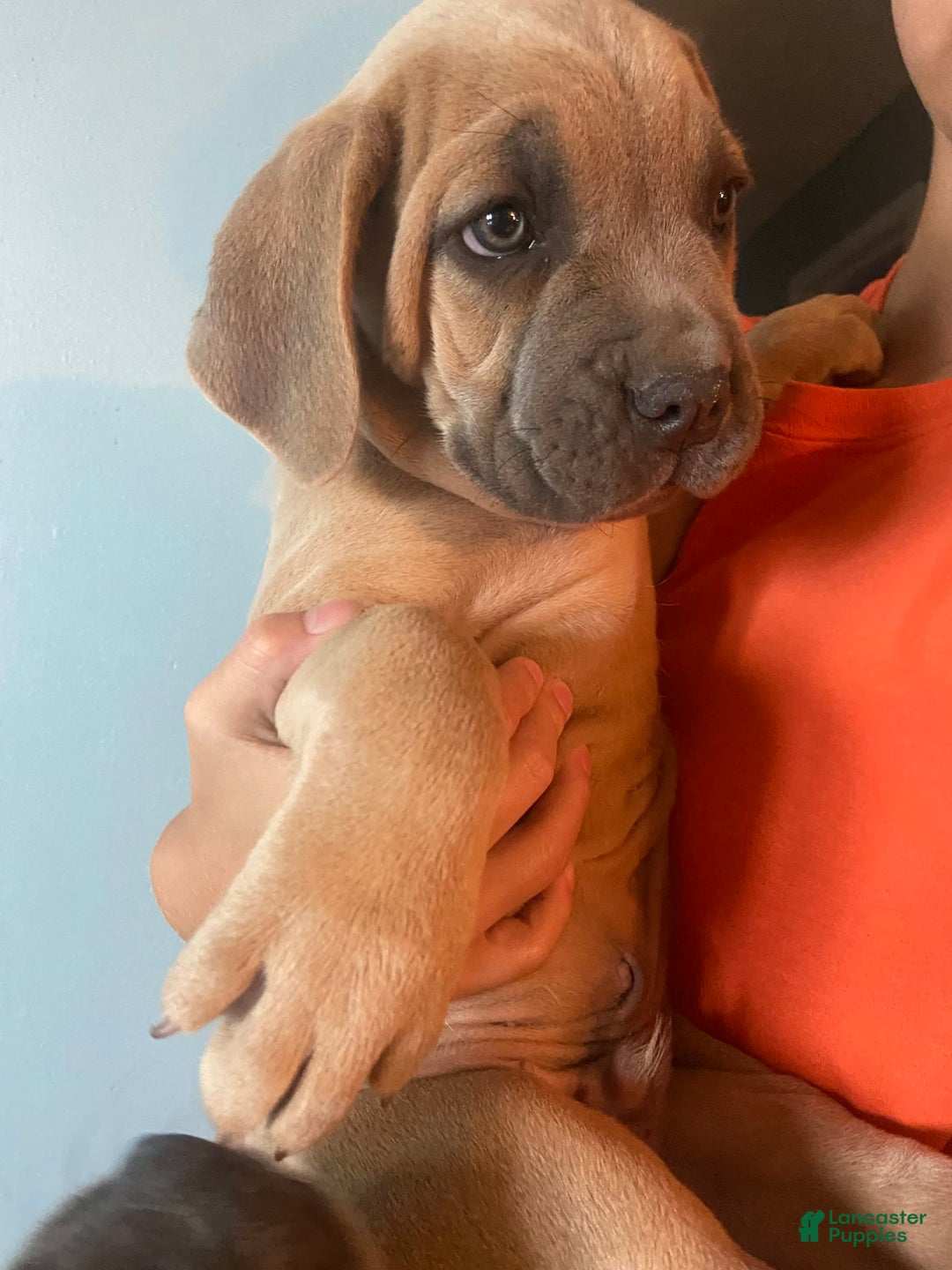 Cane Corso dogs for sale: Blue Collar - Image 2