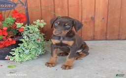 Doberman Pinscher dogs for sale: Dozer - Image 2