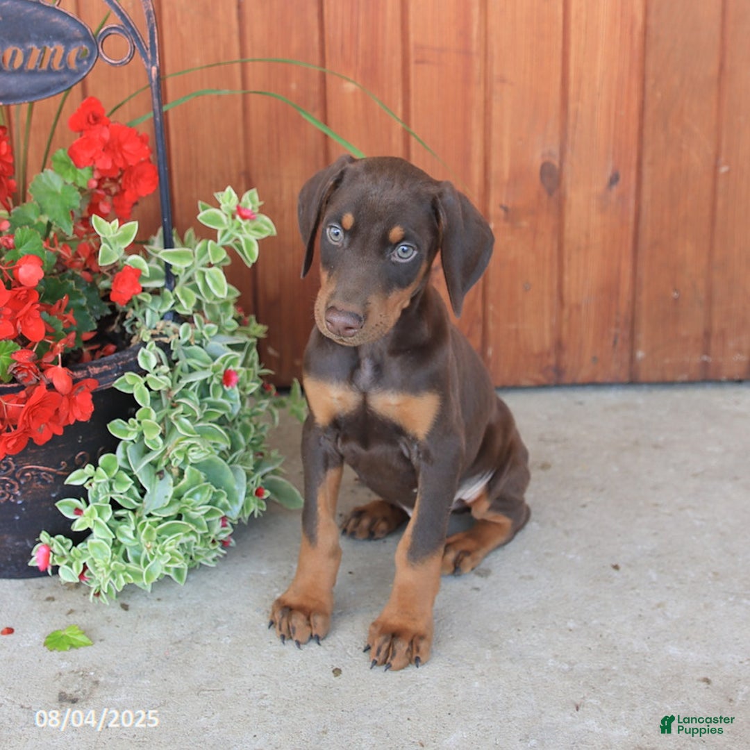 Doberman Pinscher dogs for sale: Dozer - Image 2