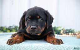 Rottweiler dogs for sale: Rottweiler 7 puppies - Image 14