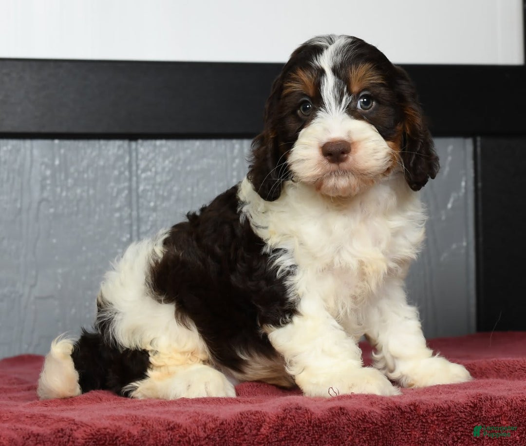 Cavapoo dogs for sale: Jones - Image 4