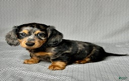 Miniature Dachshund dogs for sale: Mason - Image 3