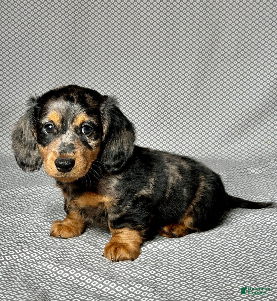 Miniature Dachshund dogs for sale: Mason - Image 3