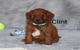 Mini Goldendoodle dogs for sale: Clint - Image 4