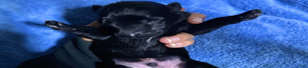 Akc Certified Male 6