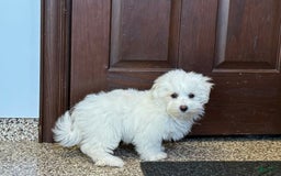 Coton De Tulear dogs for sale: Coton Male 1 - Image 1
