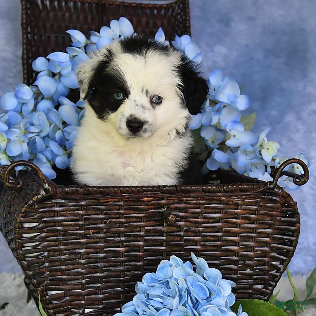 Miniature Australian Shepherd dogs for sale: Axel Toy - Image 23
