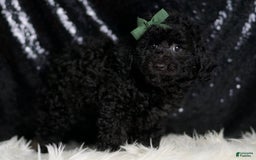 Miniature Poodle dogs for sale: Mikey - Image 6