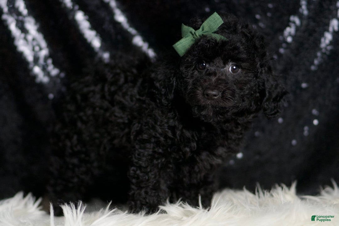 Miniature Poodle dogs for sale: Mikey - Image 6