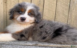 Mini Bernedoodle dogs for sale: 🤎 In Boston Massachusetts 🤎 Two Blue Eyes 🤎 Mini Bernedoodle 🤎 - Image 2