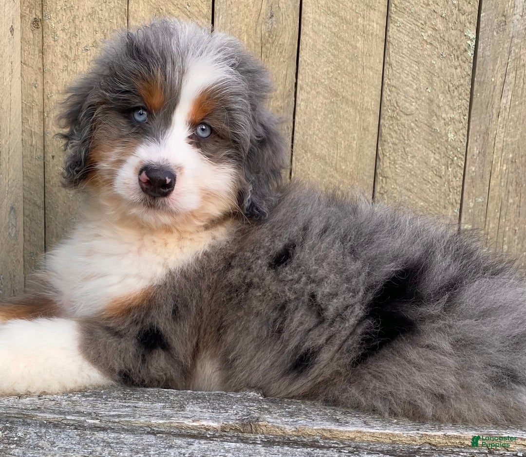 Mini Bernedoodle dogs for sale: 🤎 In Boston Massachusetts 🤎 Two Blue Eyes 🤎 Mini Bernedoodle 🤎 - Image 2
