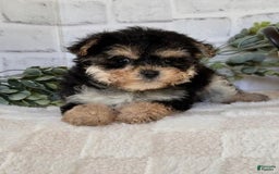 Morkie dogs for sale: Doffy - Image 1