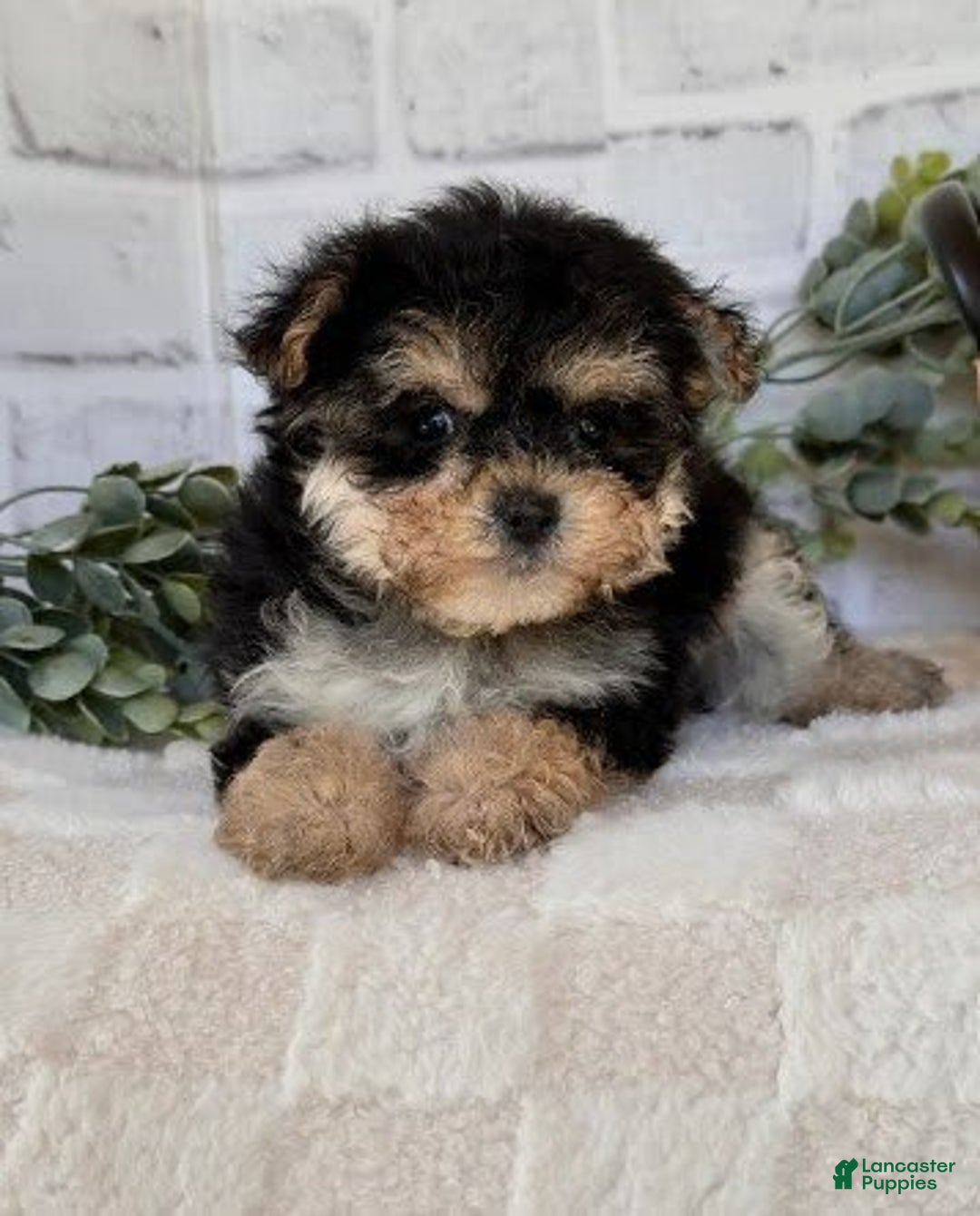 Morkie dogs for sale: Doffy - Image 1