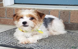 Yorkshire Terrier dogs for sale: Piper - Image 9