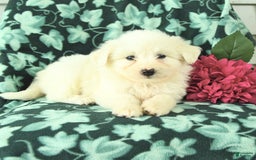 Eskipoo dogs for sale: Silver - Image 1