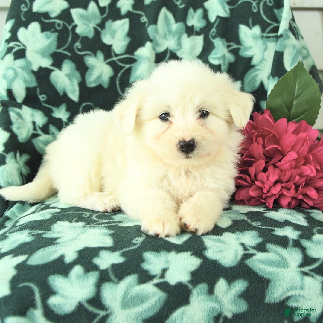 Eskipoo dogs for sale: Silver - Image 1
