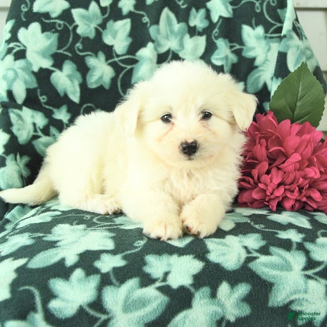 Eskipoo dogs for sale - Ad 4