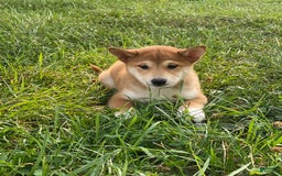 Shiba Inu dogs for sale: Isaiah - Image 6