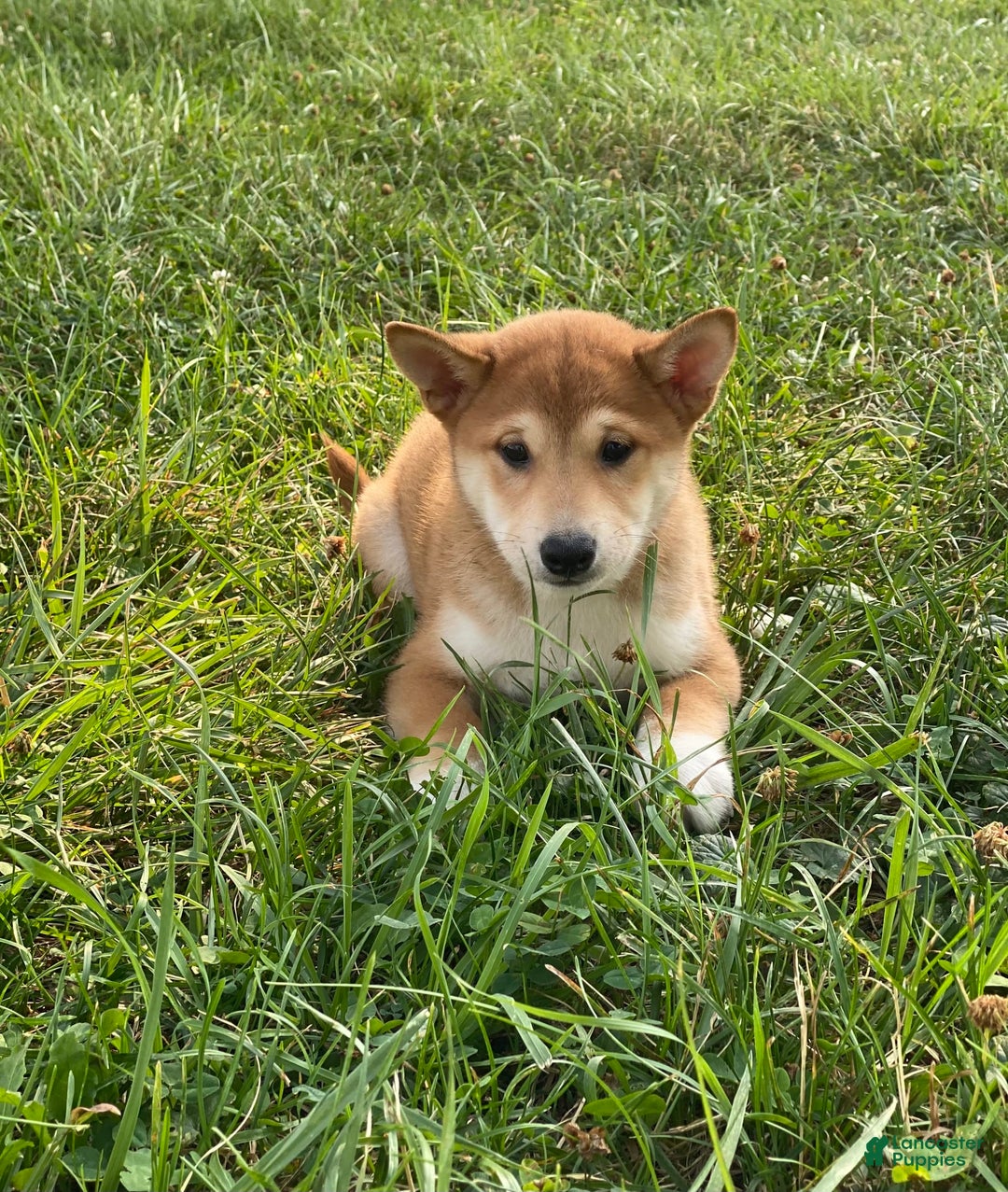 Shiba Inu dogs for sale: Isaiah - Image 6