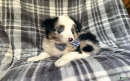 Miniature Australian Shepherd dogs for sale: Skeeter - Image 8