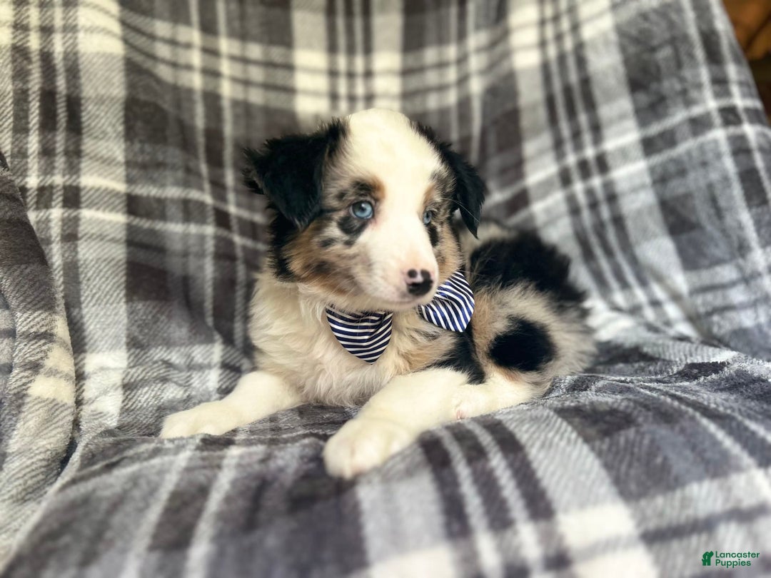 Miniature Australian Shepherd dogs for sale: Skeeter - Image 8