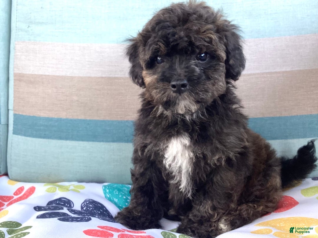 Havapoo dogs for sale: Rocky - Image 4