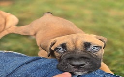 Cane Corso dogs for sale: Thor - Image 1