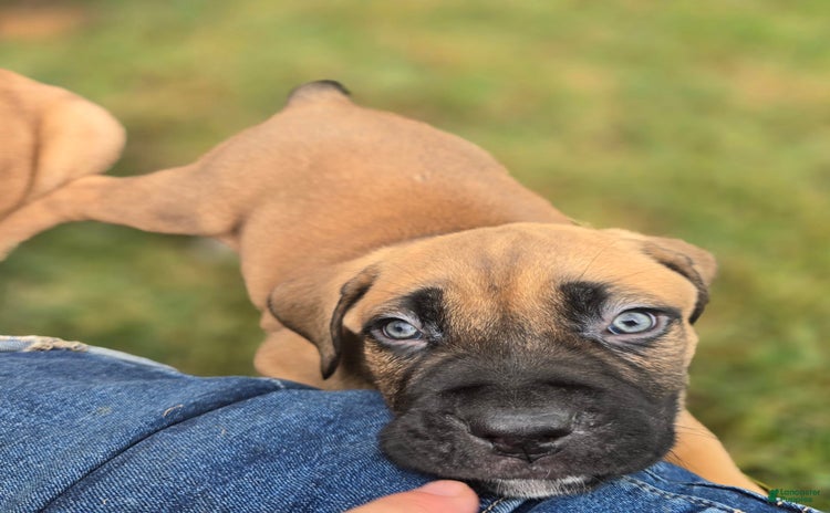 Cane Corso dogs for sale - Ad 5