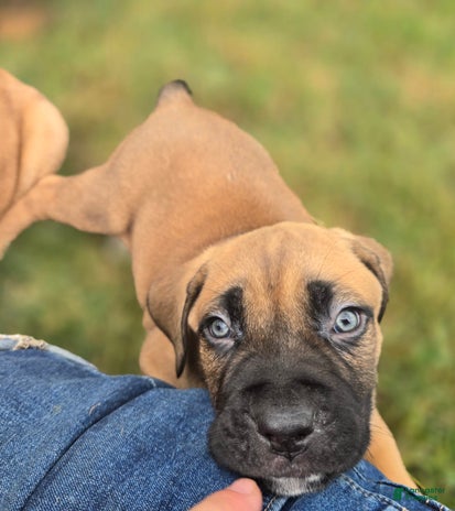 Cane Corso dogs for sale - Ad 5