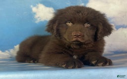 Newfoundland dogs for sale: Champ - Image 8