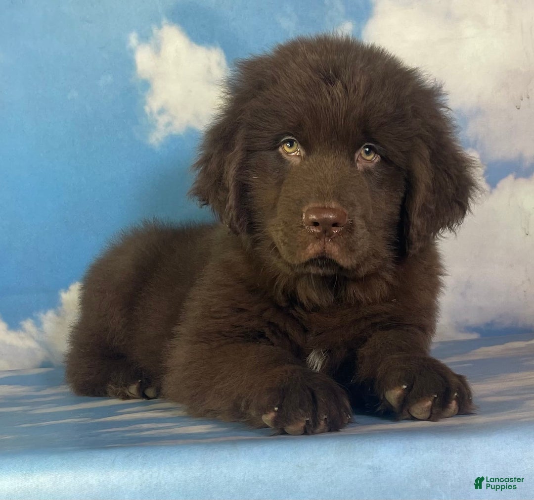 Newfoundland dogs for sale: Champ - Image 8