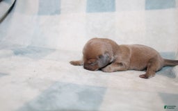 Miniature Dachshund dogs for sale: Max Mini - Image 3