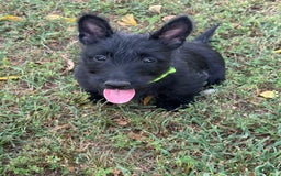 Scottish Terrier dogs for sale: Reese - Image 2