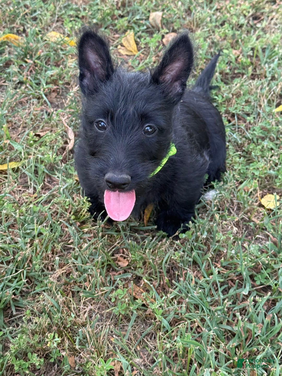 Scottish Terrier dogs for sale: Reese - Image 2